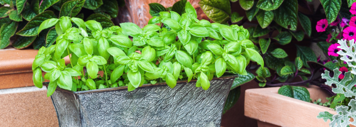 basil in a pot